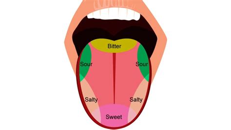 Tongue: Definition, Location, Anatomy & Function